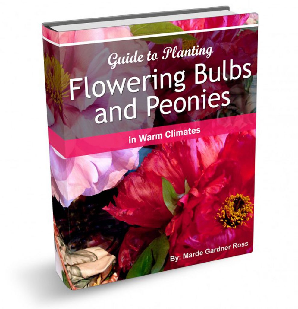 Planting Flowering Bulbs and Peonies in Warm Climates